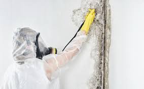 Environmental Consulting for Mold Prevention in England, AR